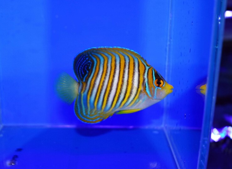 セブ産ニシキヤッコC | 生麦海水魚センターネットショップ