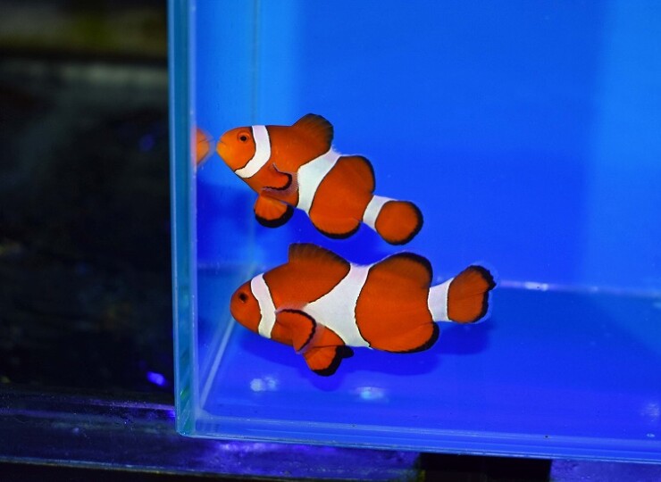 セブ産カクレクマノミpr S-2 | 生麦海水魚センターネットショップ