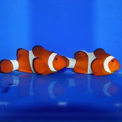 生麦海水魚センターネットショップ | 生麦海水魚センターネットショップ