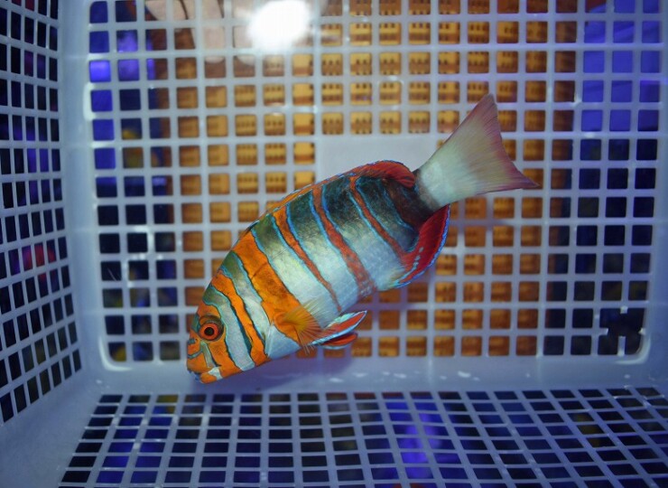 c260717315