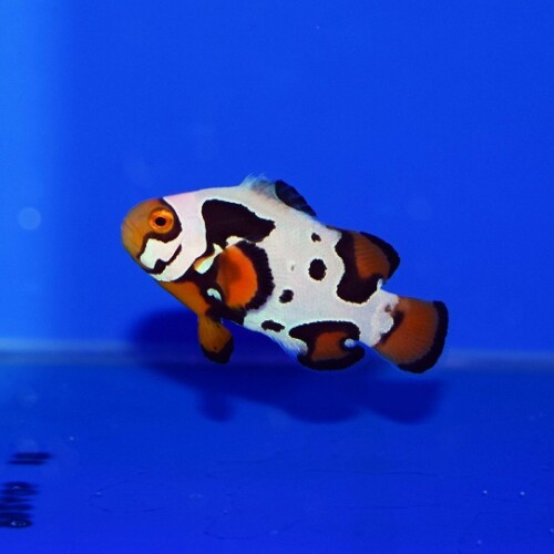 c260720301