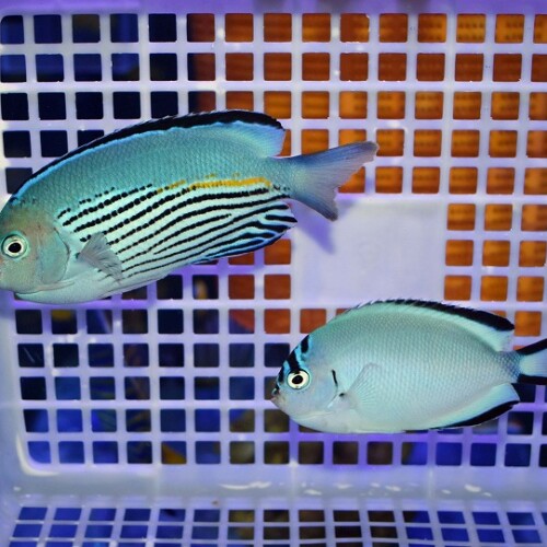 海水魚に関する記事一覧 | 生麦海水魚センターネットショップ