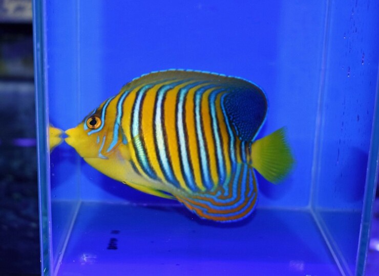 c260724326
