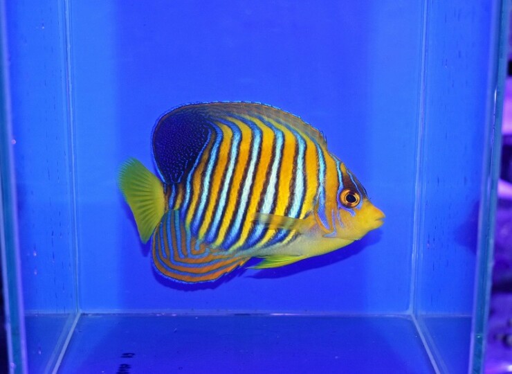 c260724332