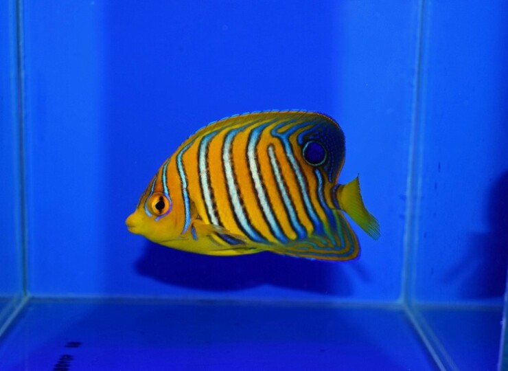 c260730303