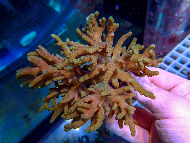 ソフトコーラルに関する記事一覧 | 生麦海水魚センターネットショップ