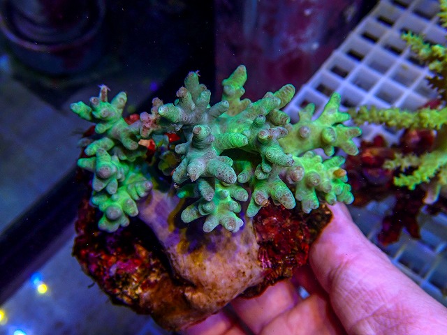 ソフトコーラルに関する記事一覧 | 生麦海水魚センターネットショップ
