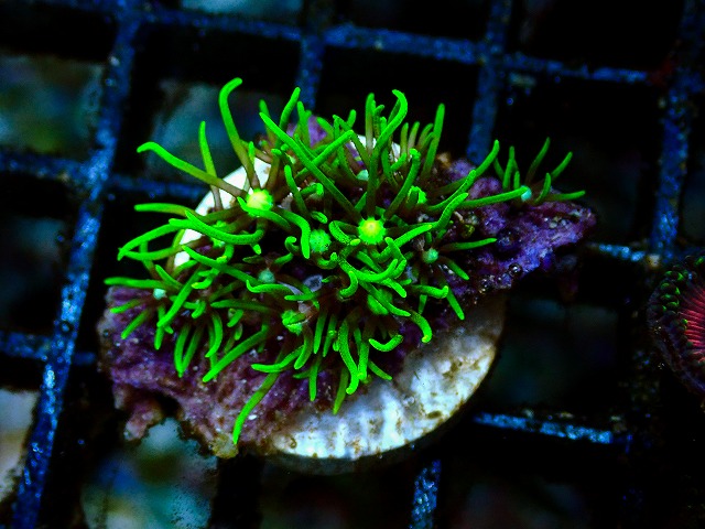 l260705-21