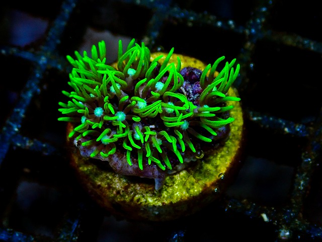 l260705-45