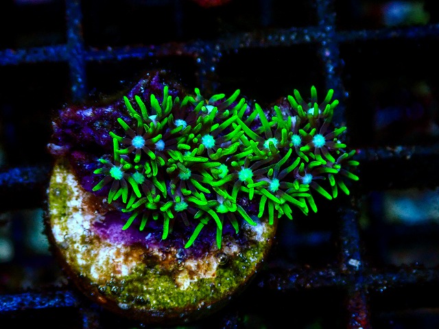 l260705-50