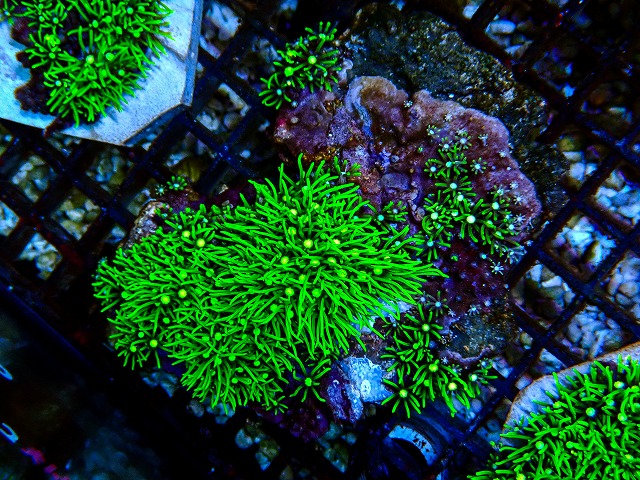 ソフトコーラルに関する記事一覧 | 生麦海水魚センターネットショップ