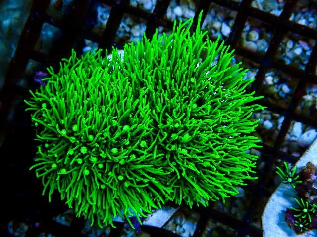 l260705-66