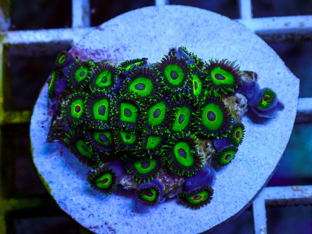 ソフトコーラルに関する記事一覧 | 生麦海水魚センターネットショップ