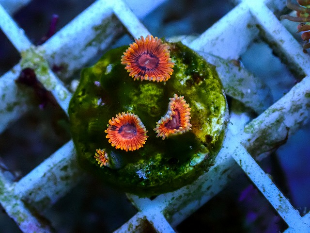 ライブロック、ネームドマメスナ ネームドマメスナ USAブリード1[Rainbow VDM] | 生麦海水魚センター