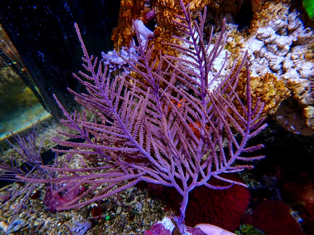 l260725-12