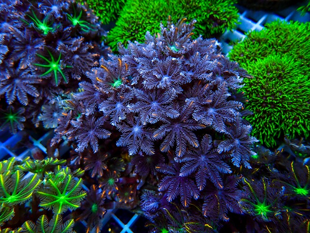 l260731-26