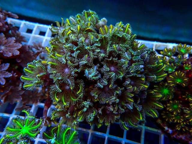 l260731-34