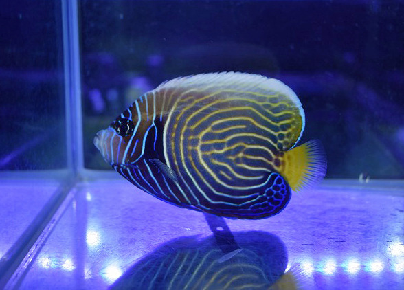 海水魚に関する記事一覧 | 生麦海水魚センターネットショップ