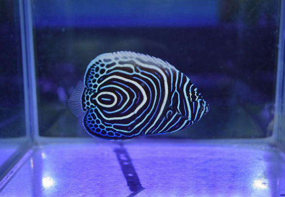 海水魚に関する記事一覧 | 生麦海水魚センターネットショップ