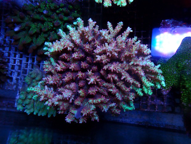 s260717001 (118)