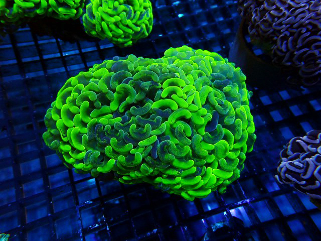 s260717001 (130)