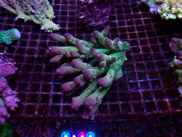 s260717001 (30)
