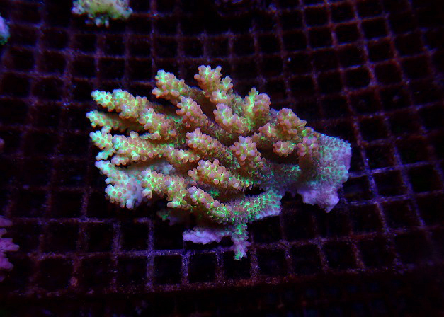 s260717001 (41)