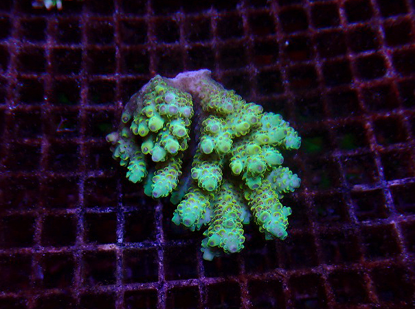s260717001 (50)