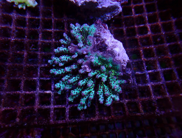 s260717001 (60)