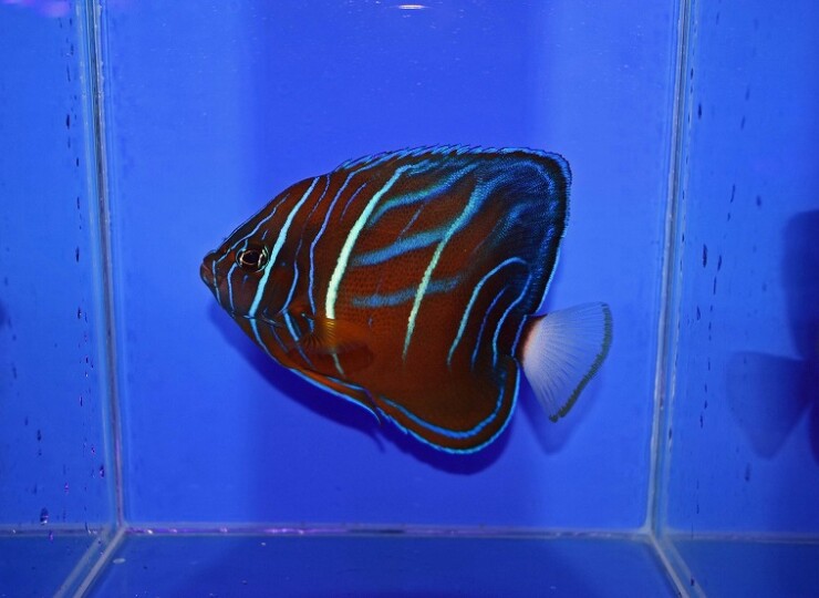 c260805304