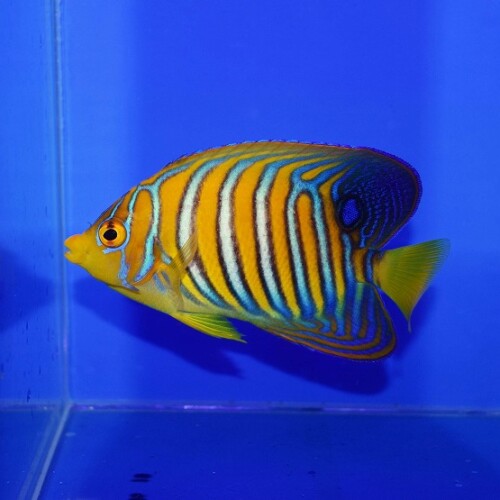 c260805309
