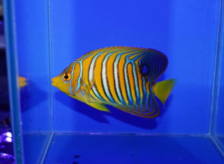 c260805309