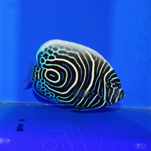 c260807327
