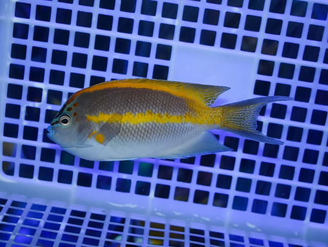 c2608133-03