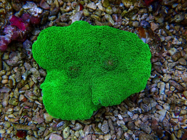 l260806-2