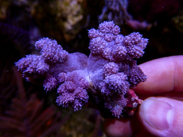 l260806-4