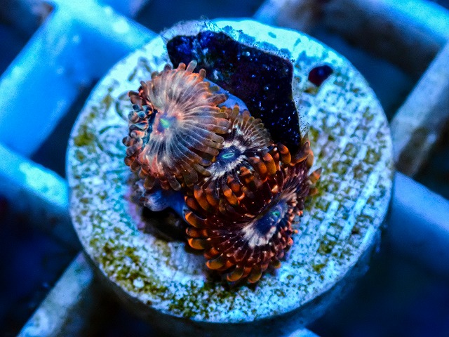 l260809-01