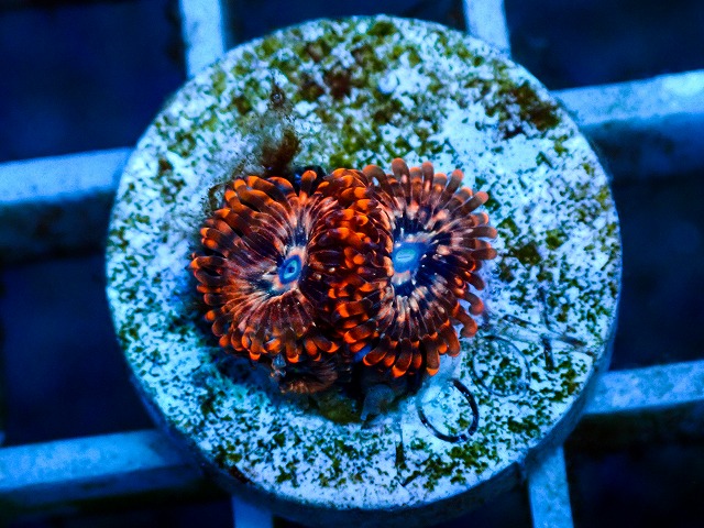 l260809-06