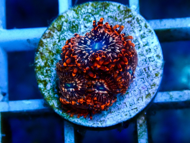 l260809-08