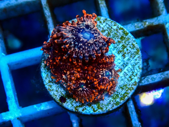 l260809-09