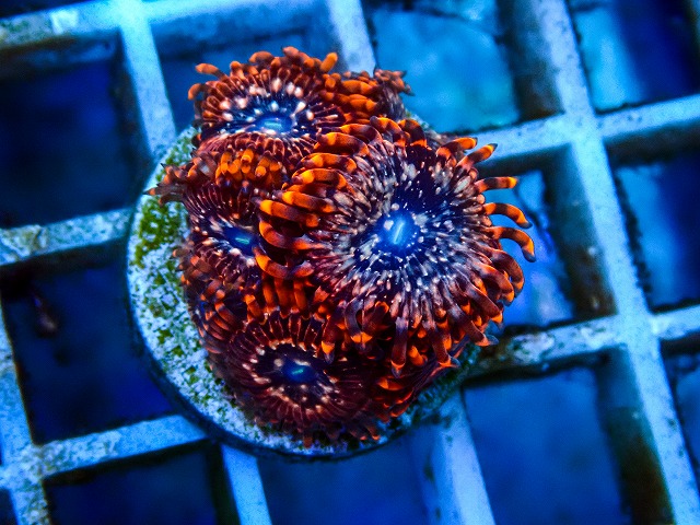 l260809-10
