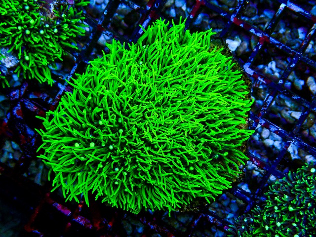 l260809-20