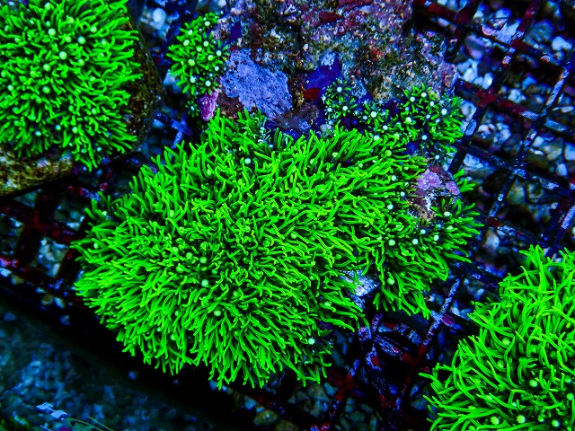 l260809-21
