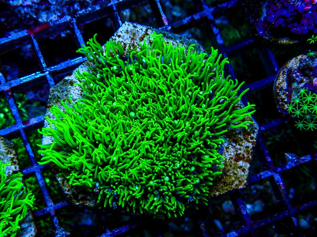 l260809-24