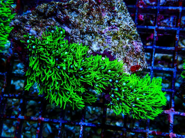 l260809-27