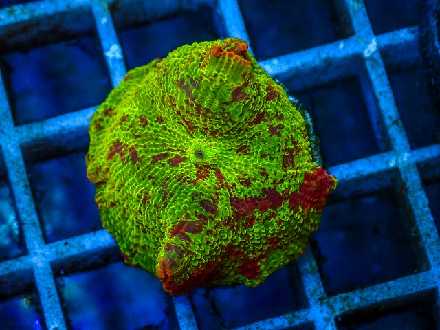 l260811-02