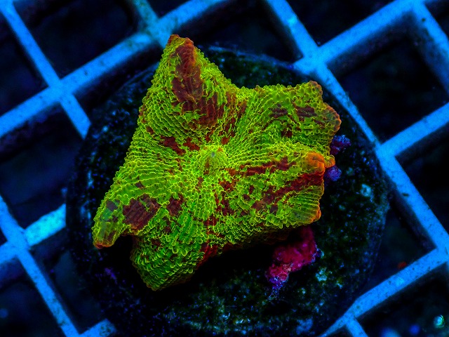 l260811-05