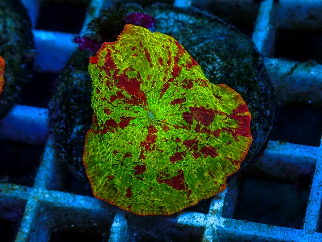 l260811-06