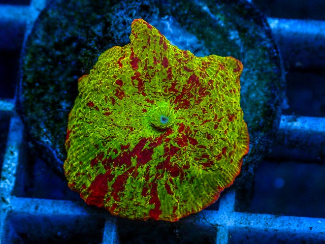 l260811-08
