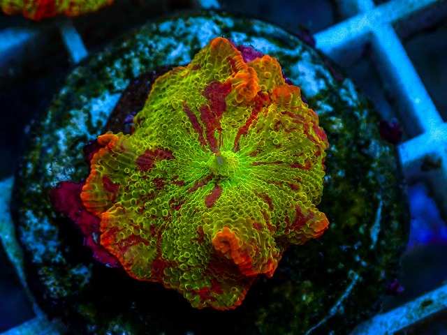 l260811-09